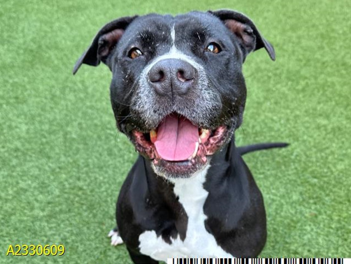 Reina - PBC Animal Care & Control